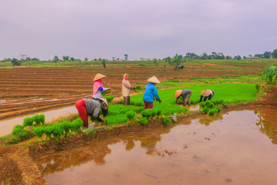 View of farmers in traditional conical hats planting rice seedlings in the terraced fields of Jatiluwih in Penebel, Bali, Indonesia.