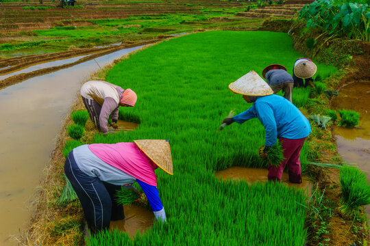 View of Jatiluwih rice terraces with farmers wearing conical hats planting young rice seedlings in the water-filled paddies in Penebel, Bali, Indonesia.