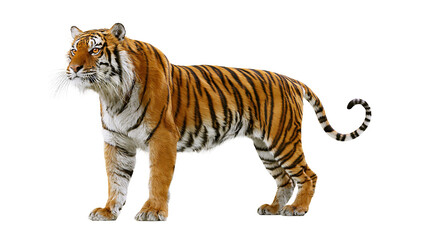 Obraz premium Bengal tiger standing profile view orange black stripes