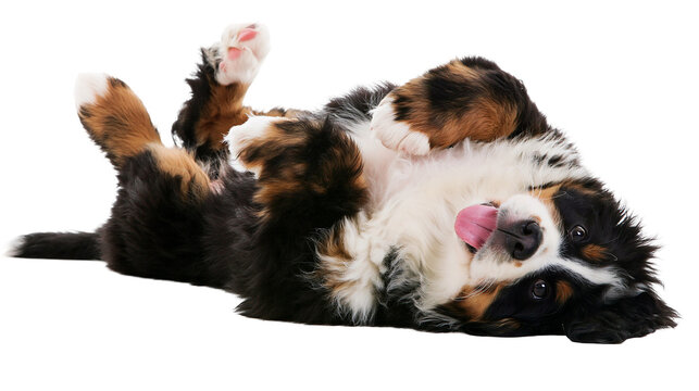 Bernese Mountain Dog puppy lying on back with tongue out