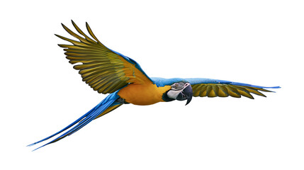 Blue and yellow macaw parrot flying with wings spread © Clementine