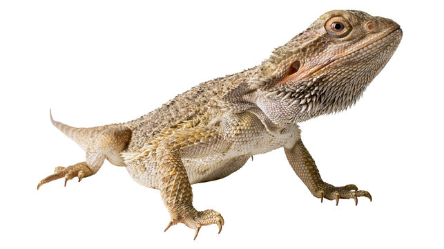 Bearded dragon reptile with spiky scales and textured skin