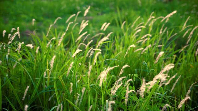 Green Grass Field with Fluffy Wild Grass Flowers Swaying in the Wind, Golden Sunlight Through Meadow Grass in Spring Summer Season, Close-Up Nature Footage