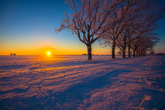 View of a snow-covered field with a row of frost-covered trees silhouetted against a vibrant sunset in Latvia.
