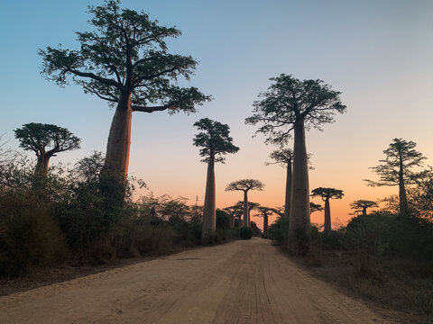 View of the iconic Avenue of the Baobabs with towering ancient trees lining a dusty dirt road under a soft sunset sky in Madagascar.