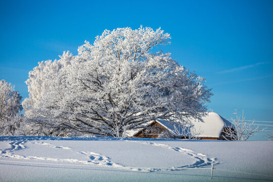 View of a large frost-covered tree standing in a snow-covered field with a small wooden house in the background under a clear blue sky, Latvia.