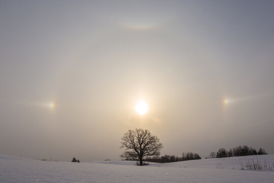 View of a sun halo and sundogs over a snow-covered field with a solitary bare tree under a bright winter sky in Latvia.