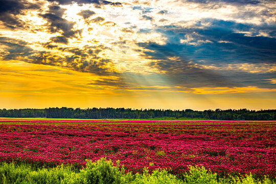 View of a vast field of vibrant pink flowers under a dramatic golden hour sky with sunbeams breaking through clouds and a forest line in the distance in Latvia.