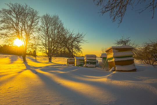 View of snow-covered beehives in a winter landscape at sunset with long shadows cast by bare trees in Latvia.