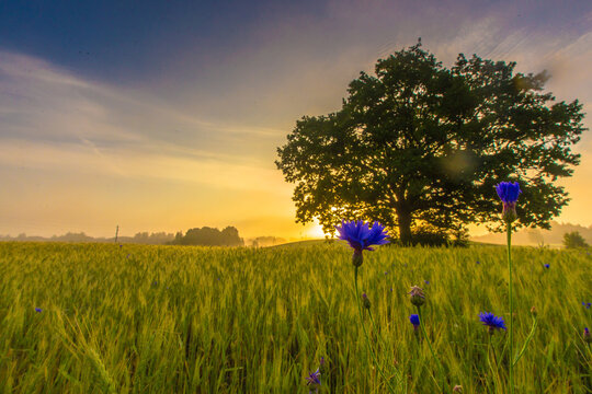 View of a lush green wheat field with vibrant blue cornflowers in the foreground and a large solitary oak tree silhouetted against a golden sunset sky in Latvia.