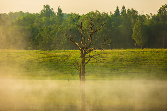 View of a solitary dead tree standing in a misty lake with a lush green grassy bank and dense forest in the background at sunrise in Latvia.