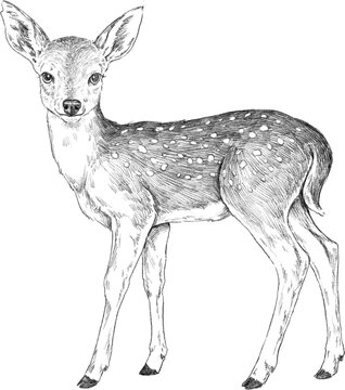 deer drawing