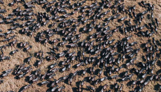 Aerial view of a large herd of wildebeest migrating across the dry grasslands of the Masai Mara National Reserve in Narok, Narok County, Kenya.