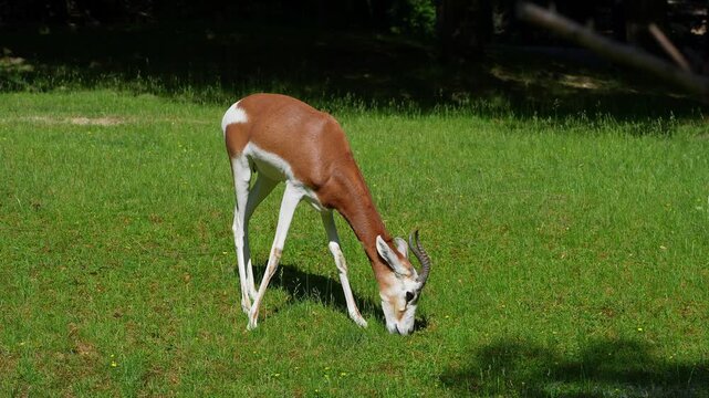Dama gazelle, Gazella dama mhorr or mhorr gazelle is a species of gazelle. Lives in Africa in the Sahara desert and the Sahel, browses on desert shrubs and acacia and it eats rough grasses in drought