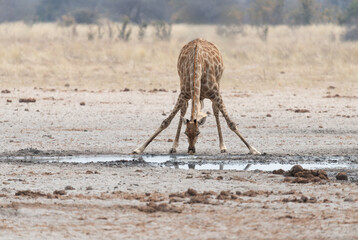 Giraffe drinking at a waterhole in Etosha National Park, Namibia, Africa © dvlcom