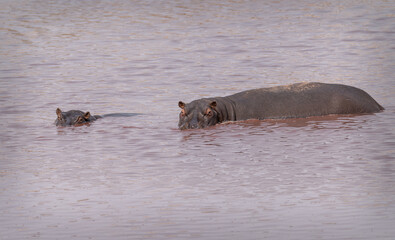 Fototapeta premium Hippopotamus in the Zambezi river, Namibia, Africa
