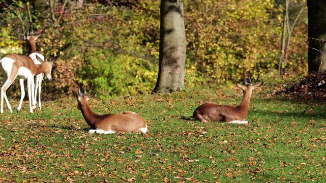 Dama gazelle, Gazella dama mhorr or mhorr gazelle is a species of gazelle. Lives in Africa in the Sahara desert and the Sahel, browses on desert shrubs and acacia and it eats rough grasses in drought