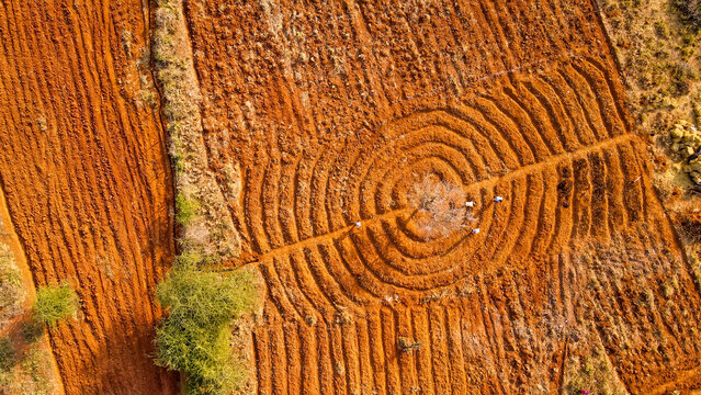 Aerial view of farmers working in a field with circular furrows in the red soil of Kajiado County, Kenya.