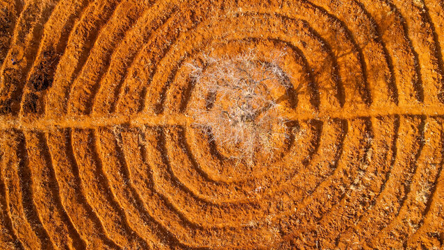 Aerial view of a solitary tree surrounded by concentric circular furrows in the arid red soil of Kajiado County, Kenya.