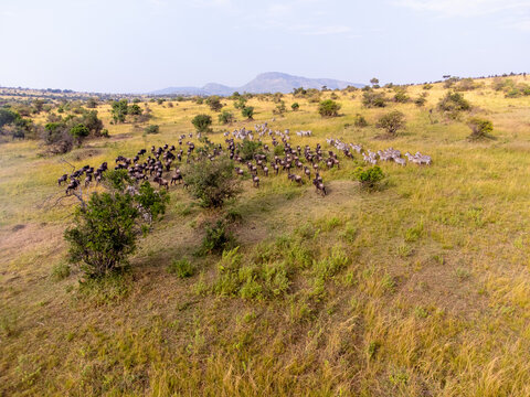 Aerial view of a large herd of wildebeest and zebras grazing in the savanna of the Maasai Mara National Reserve, Kenya.