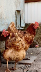 Two brown hens walking near chicken coop photo. Domestic brown chickens with red combs on rural farm yard, poultry birds outdoors © Viktoria