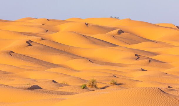 View of Sahara Desert sand dunes with soft golden light and sparse desert vegetation in Douz, Kebili Governorate, Tunisia.