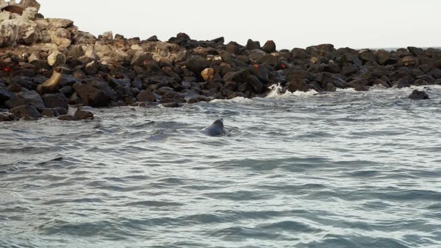 Sea Lion Bull patrolling the waters to protect his harem in The Galapagos (4K).