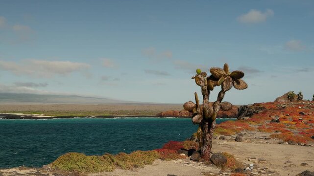 A cactus over the cliffs of The Gal&aacute;pagos Islands (4K).