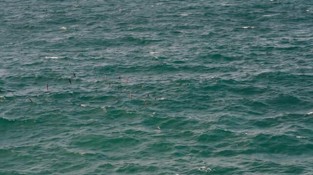 Birds in flight over the turquoise waters of The Gal&aacute;pagos Islands (4K).