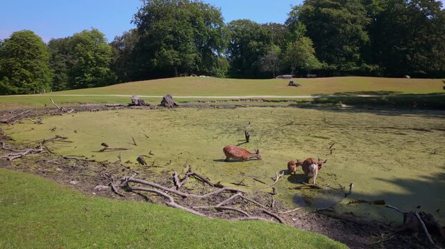 Deer by a pond in Marselisborg Deer Park, a beautiful nature preserve and wildlife sanctuary located in the Thors Skov woods south of Aarhus. Steady shot.
