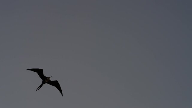 A frigate bird slowly swoops across the sky in The Gal&aacute;pagos Islands (4K).
