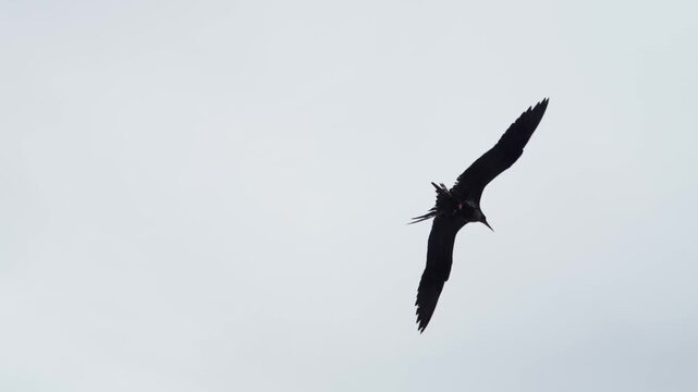 Slow motion frigate bird from below (Galapagos - 4K).