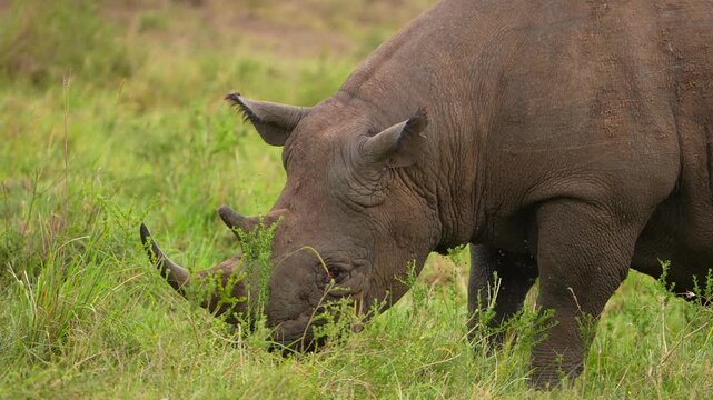 Close-Up of an Endangered Black Rhino Feeding in the African Savannah of Kenya