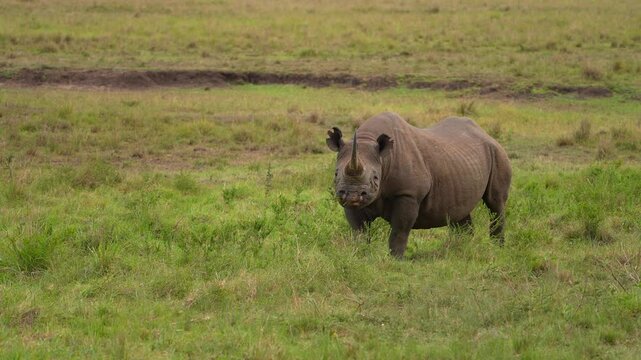 Majestic Black Rhinoceros Searching for Food Across the Maasai Mara Plains