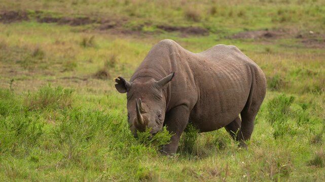 Rare Black Rhinoceros Foraging in the Untouched Wilderness of East Africa