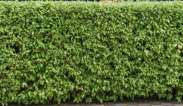 Green bush hedge wall texture background in a garden