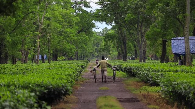 Dibrugarh, Assam, India &ndash; 7 August 2026: A tea plantation worker walks along a plantation path while guiding two bicycles, surrounded by lush rows of tea bushes and tall trees.