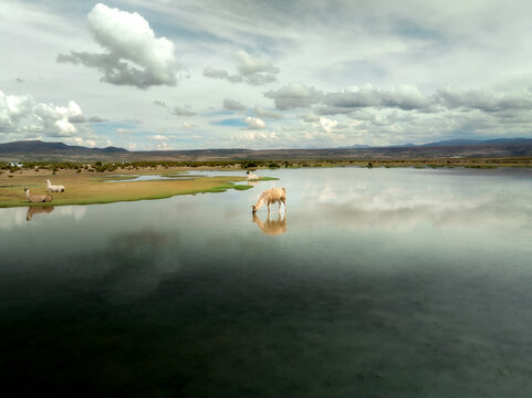 Aerial view of llamas grazing in the shallow waters of the Uyuni salt flats under a cloudy sky, Uyuni, Potosi Department, Bolivia.