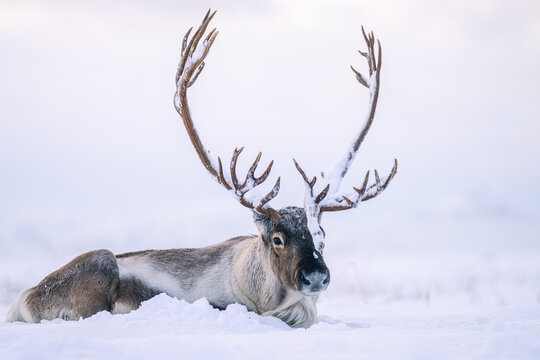 View of a reindeer with large antlers resting in the deep snow of a winter landscape in Tromso, Troms, Norway.