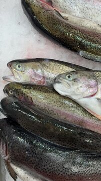 Fresh frozen sea trout on ice, rows of whole trout on shallow crushed ice at seafood counter, silvery scales glistening under shop
