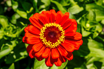 Close-up of a red zinnia blossom with layered petals and golden pollen center © Max