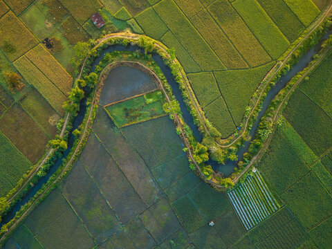 Aerial view of Sraten Enam rice paddies with a winding river flowing through lush green agricultural fields in the golden hour light in Tuntang, Central Java, Indonesia.