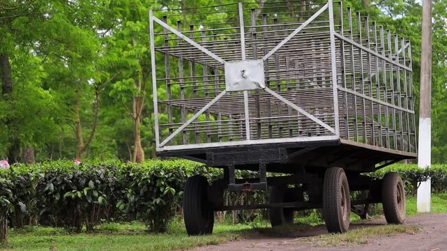 A traditional agricultural transport cart parked beside neatly maintained tea bushes in a lush green plantation. The sturdy open-sided cart and surrounding vegetation highlight rural transportation