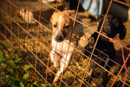 Stray puppy standing at wire fence with another dog behind at temporary outdoor shelter