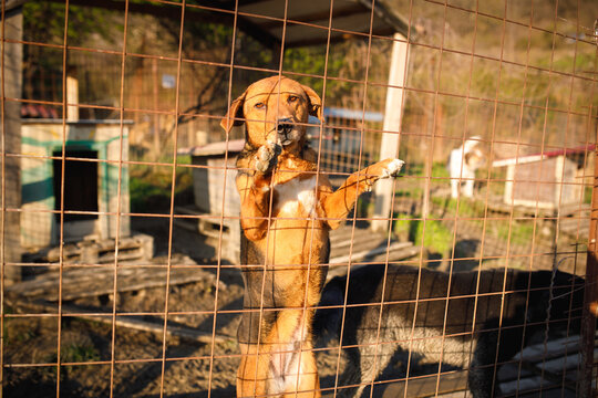 Stray dog standing with paws on wire fence reaching paw out at temporary outdoor shelter