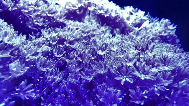 Cinematic close-up shot of delicate, flower-like coral polyps gently swaying underwater, beautifully illuminated by an aesthetic and vibrant purple light
