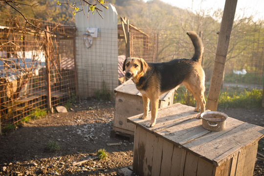 Stray dog standing on wooden box outdoors at temporary shelter