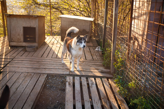 Blind stray dog standing on wooden platform at temporary outdoor shelter