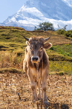 View of a brown cow standing in a dry field with snow-capped mountains in the background in Ancash, Peru.