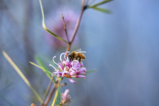 Honey bee collecting nectar from a pink flower in a natural garden, showing pollination, insect behavior, biodiversity and a healthy ecosystem with soft blue background and selective focus.